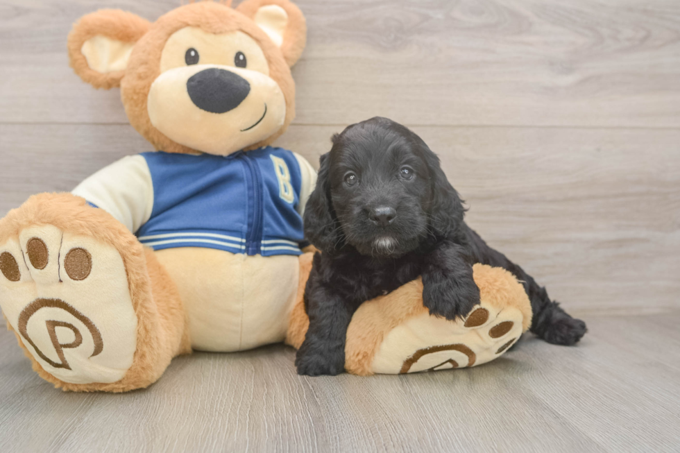 Cockapoo Pup Being Cute