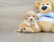 7 week old Cockapoo Puppy For Sale - Windy City Pups