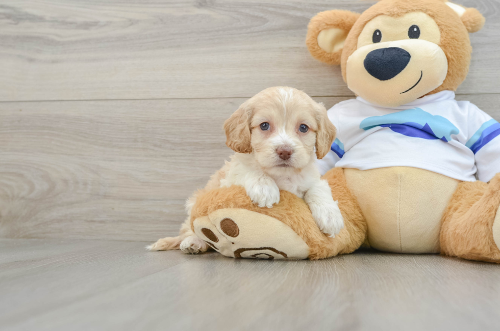 5 week old Cockapoo Puppy For Sale - Windy City Pups