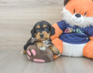 8 week old Cockapoo Puppy For Sale - Windy City Pups