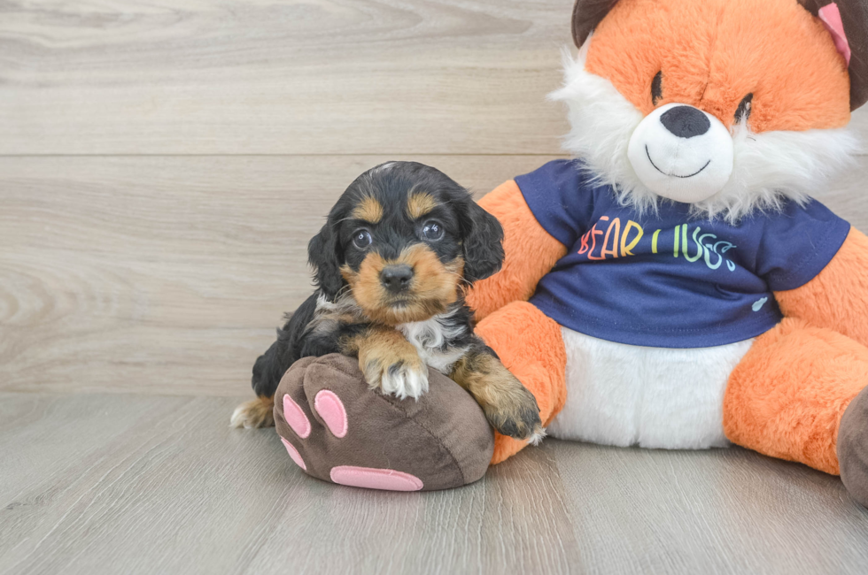 5 week old Cockapoo Puppy For Sale - Windy City Pups
