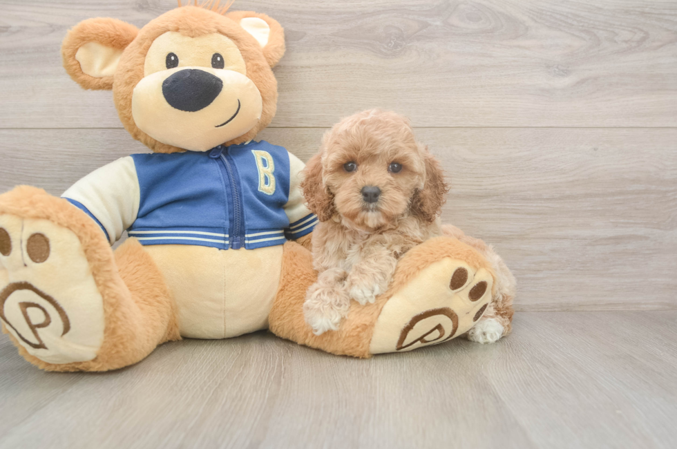 6 week old Cockapoo Puppy For Sale - Windy City Pups