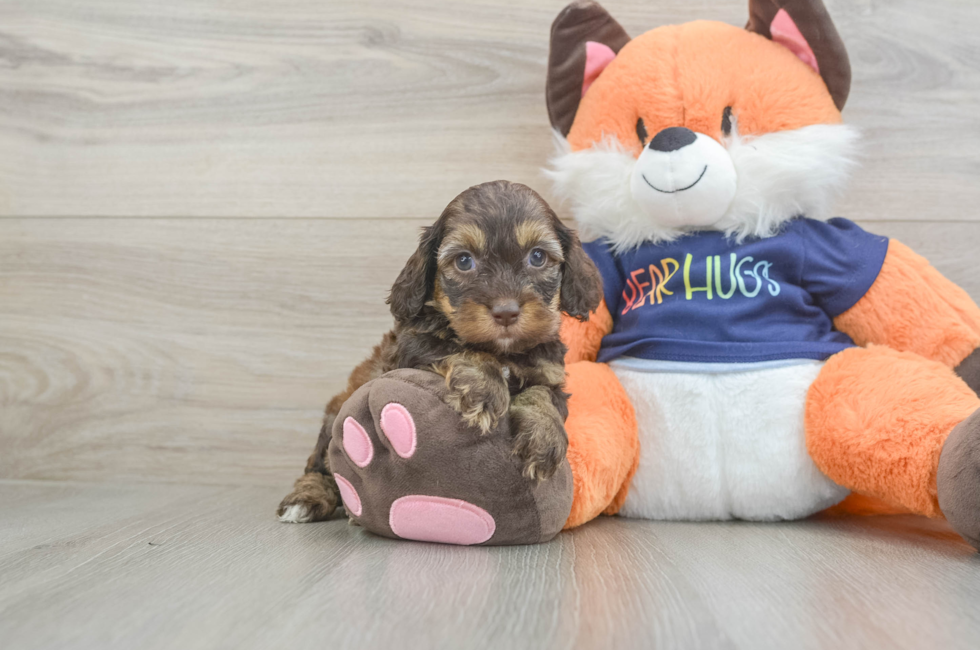 6 week old Cockapoo Puppy For Sale - Windy City Pups