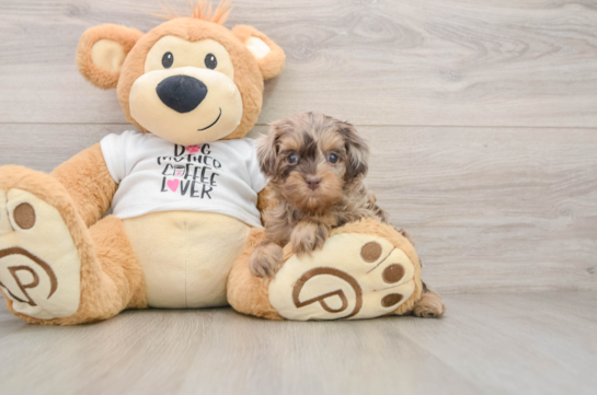 Cockapoo Pup Being Cute