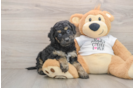 Cute Cockapoo Baby