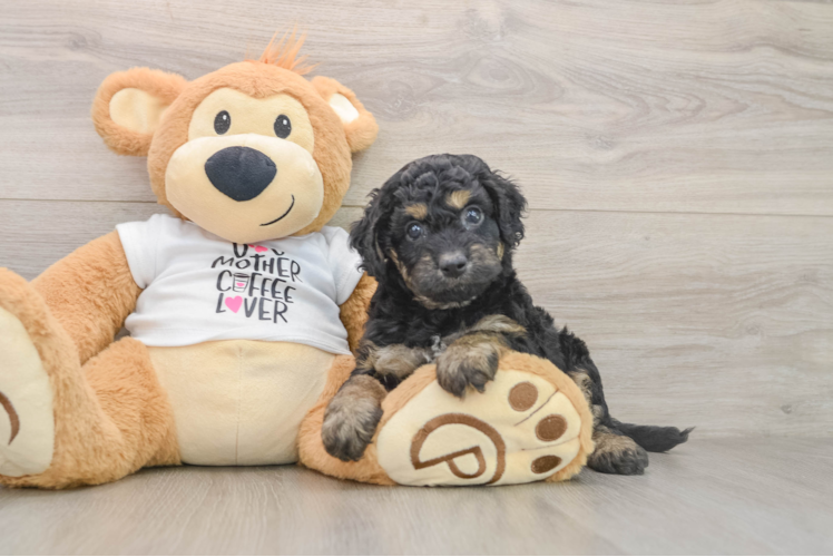 Small Cockapoo Baby