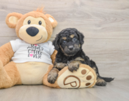 7 week old Cockapoo Puppy For Sale - Windy City Pups