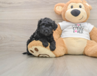 5 week old Cockapoo Puppy For Sale - Windy City Pups