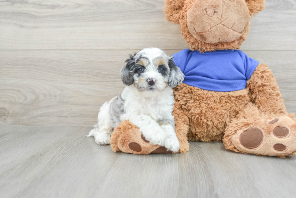 Friendly Cockapoo Baby