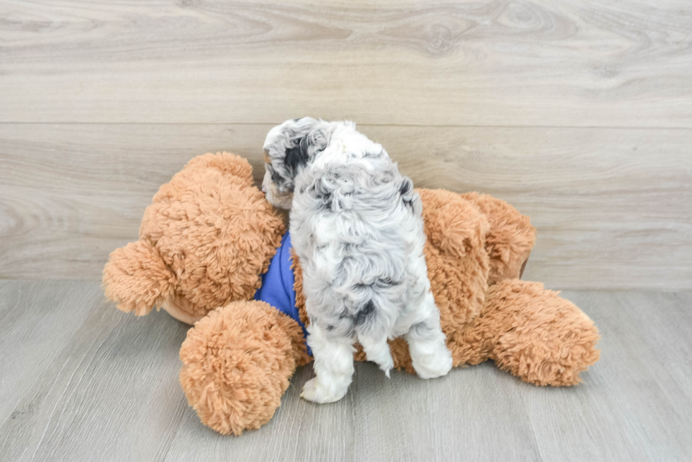 Cockapoo Pup Being Cute