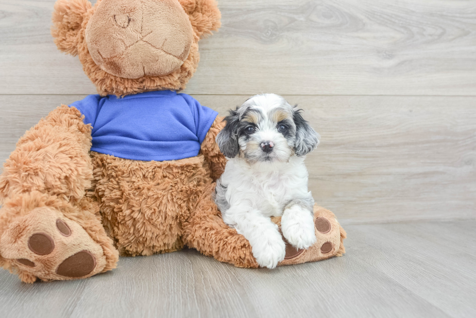 Best Cockapoo Baby