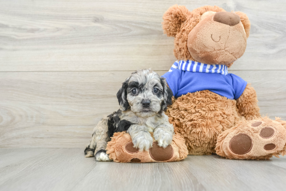 Cockapoo Pup Being Cute