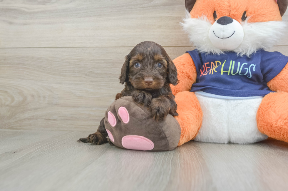 6 week old Cockapoo Puppy For Sale - Windy City Pups