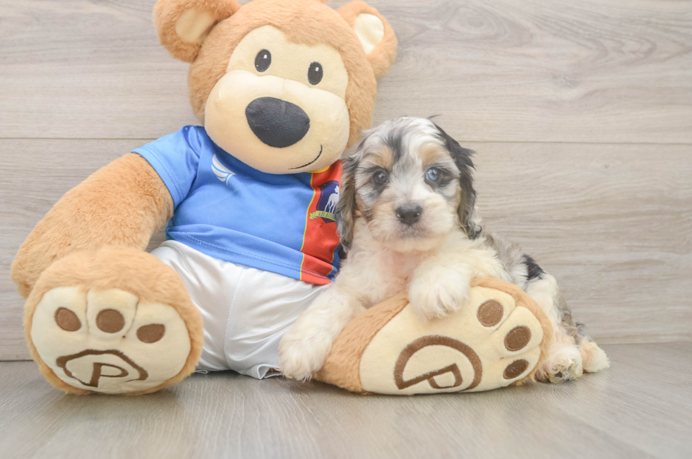 5 week old Cockapoo Puppy For Sale - Windy City Pups