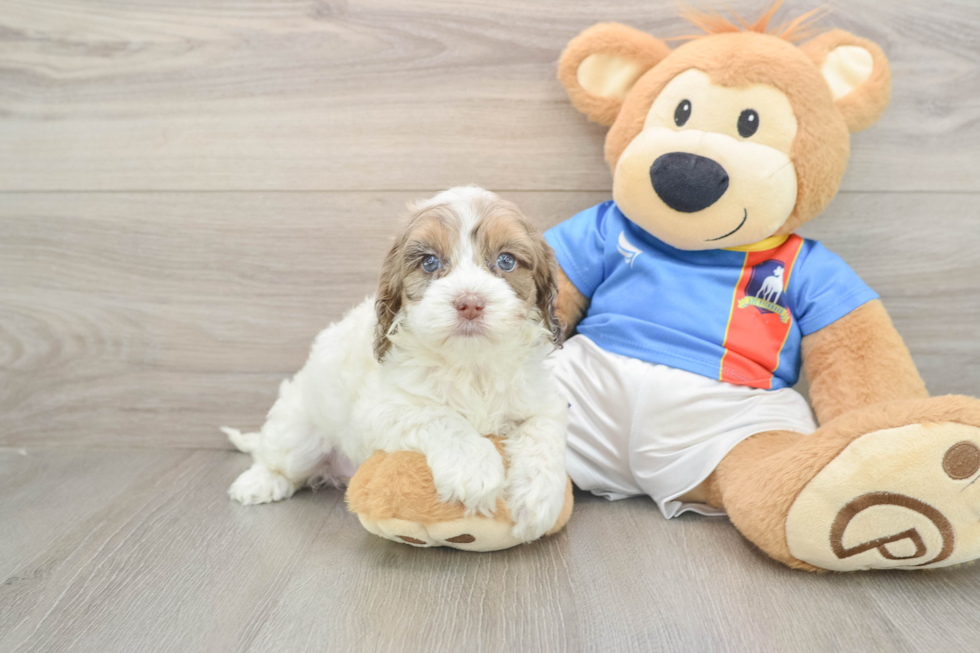 Playful Cocker Doodle Poodle Mix Puppy