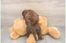 Cockapoo Puppy for Adoption