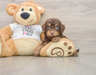 7 week old Cockapoo Puppy For Sale - Windy City Pups