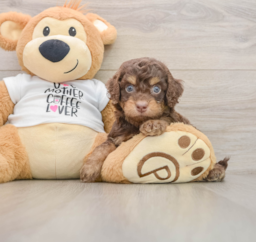 8 week old Cockapoo Puppy For Sale - Windy City Pups