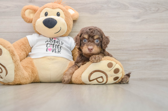 Best Cockapoo Baby
