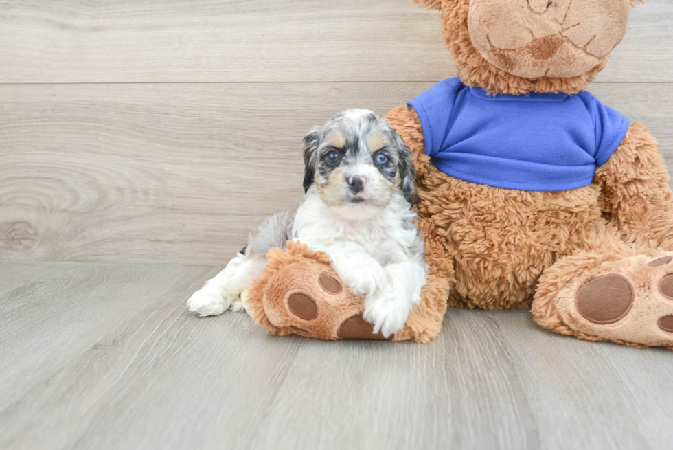 Cockapoo Puppy for Adoption