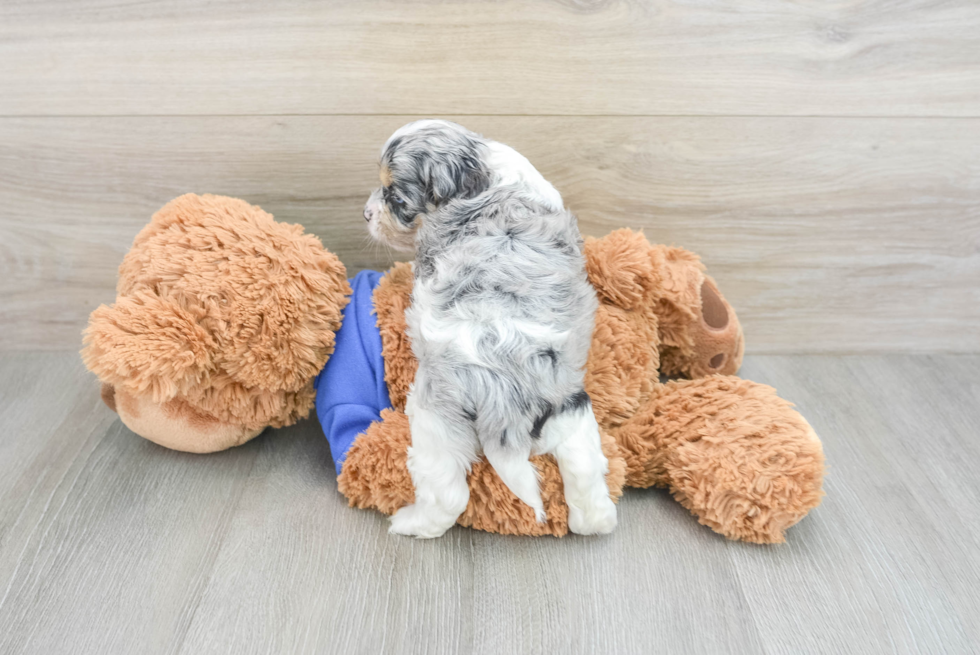 Little Cocker Doodle Poodle Mix Puppy