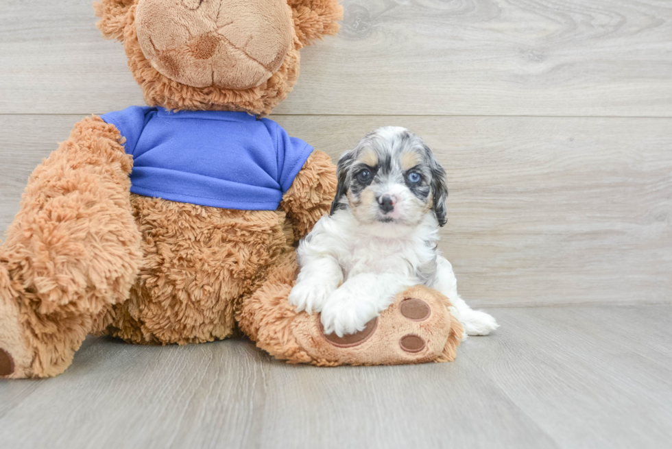 Best Cockapoo Baby