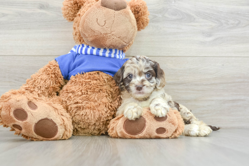 Friendly Cockapoo Baby