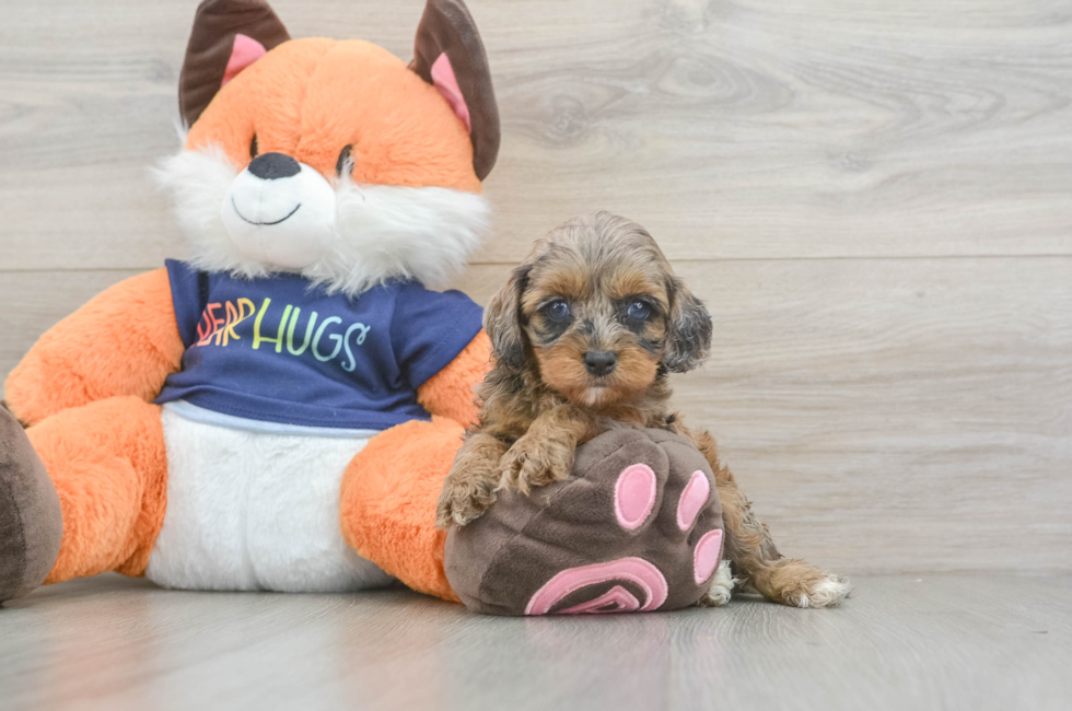 6 week old Cockapoo Puppy For Sale - Windy City Pups