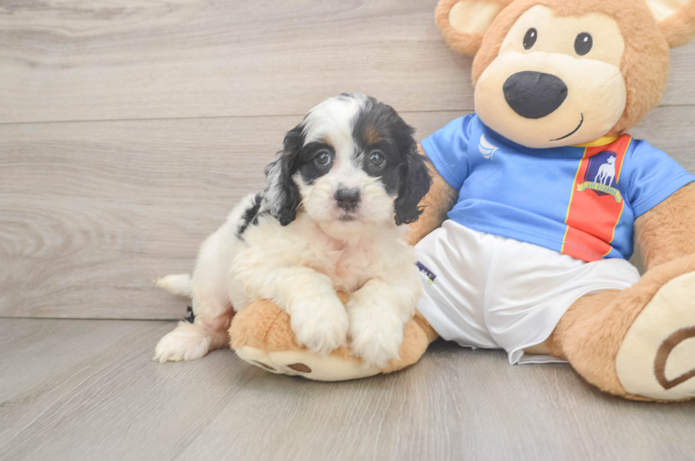 5 week old Cockapoo Puppy For Sale - Windy City Pups