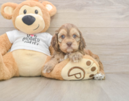 5 week old Cockapoo Puppy For Sale - Windy City Pups