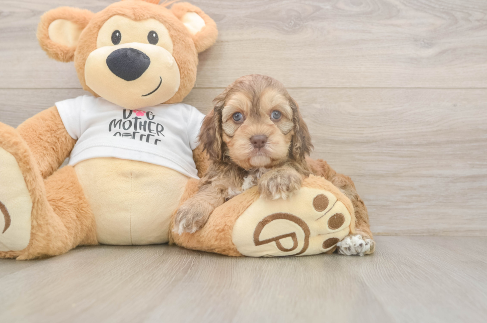 5 week old Cockapoo Puppy For Sale - Windy City Pups