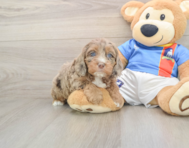 7 week old Cockapoo Puppy For Sale - Windy City Pups