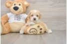 Fluffy Cockapoo Poodle Mix Pup