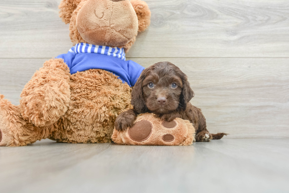 Cockapoo Pup Being Cute