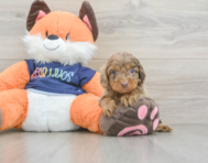 9 week old Cockapoo Puppy For Sale - Windy City Pups