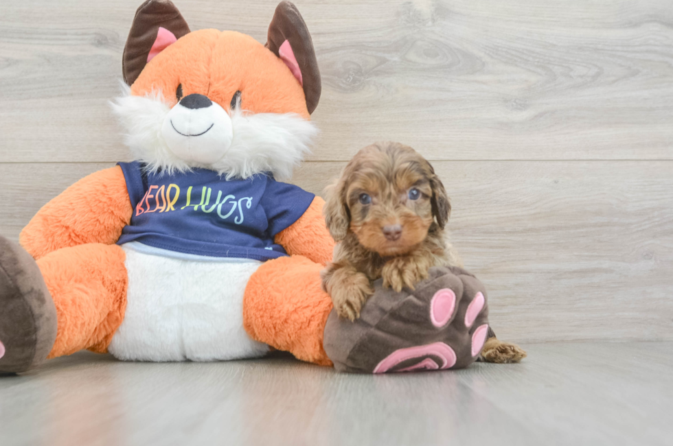 6 week old Cockapoo Puppy For Sale - Windy City Pups
