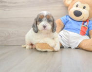 8 week old Cockapoo Puppy For Sale - Windy City Pups