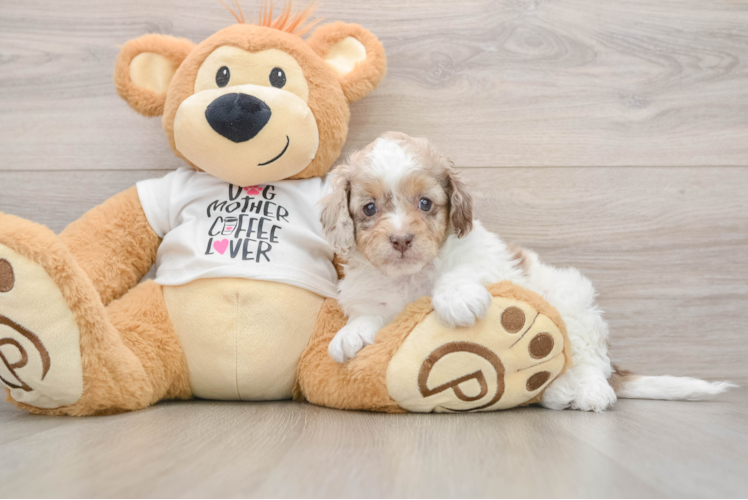 Smart Cockapoo Poodle Mix Pup