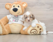 8 week old Cockapoo Puppy For Sale - Windy City Pups