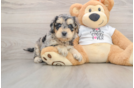 Cockapoo Pup Being Cute