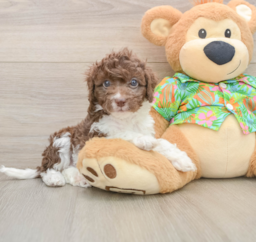5 week old Cockapoo Puppy For Sale - Windy City Pups