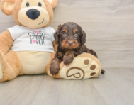 5 week old Cockapoo Puppy For Sale - Windy City Pups