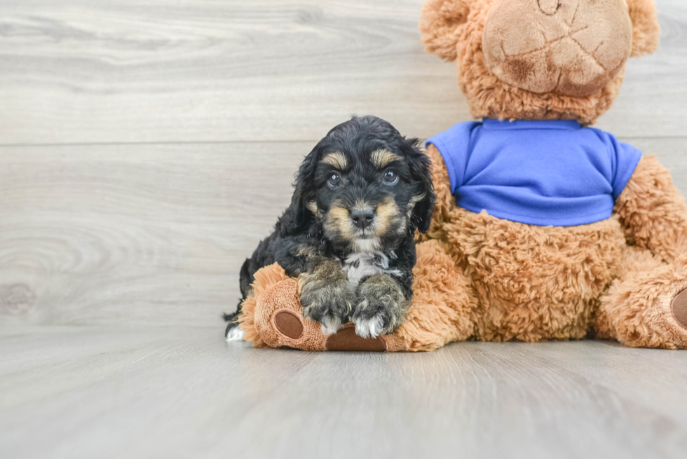 Funny Cockapoo Poodle Mix Pup