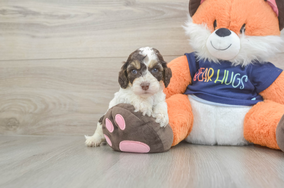 6 week old Cockapoo Puppy For Sale - Windy City Pups