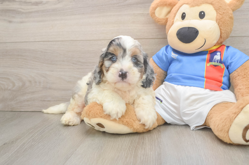 5 week old Cockapoo Puppy For Sale - Windy City Pups