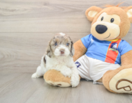 6 week old Cockapoo Puppy For Sale - Windy City Pups
