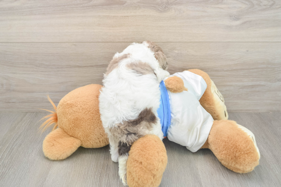 Smart Cockapoo Poodle Mix Pup