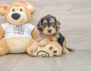 7 week old Cockapoo Puppy For Sale - Windy City Pups