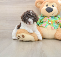 5 week old Cockapoo Puppy For Sale - Windy City Pups