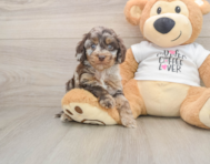 5 week old Cockapoo Puppy For Sale - Windy City Pups